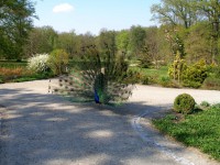 /album/fotogalerie-zamek-jemniste/jemniste-park3-jpg/